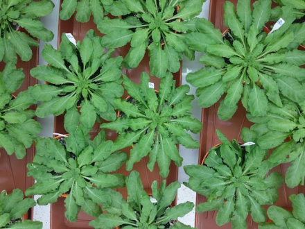 plantas.jpg