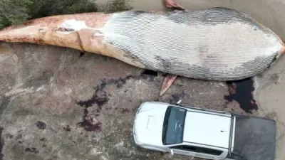 Encontraron una ballena de 20 toneladas muerta en la costa uruguaya