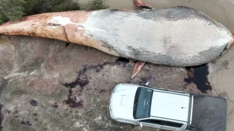 Encontraron una ballena de 20 toneladas muerta en la costa uruguaya