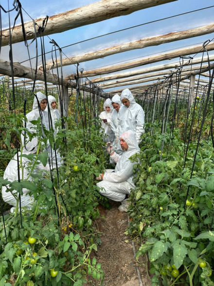 23-09-29_chaco_capacitacion_virus_rugoso_tomate_5.jpeg
