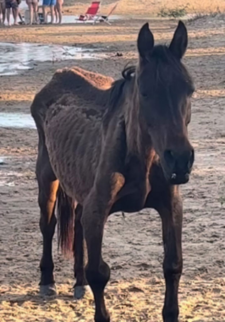 caballos.jpg