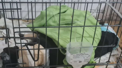 Campaña para ayudar a Tomi, un gatito en recuperación