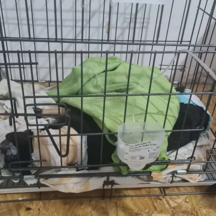 gatito operado 1.jfif