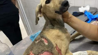 Campaña solidaria por Tami, una perrita quemada con aceite caliente