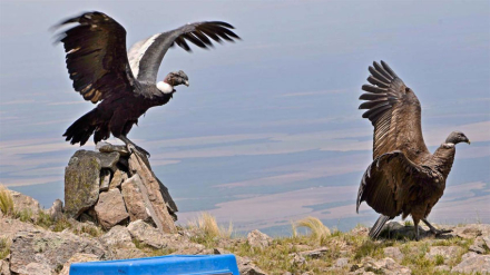condor.jpg