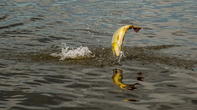 Corrientes: prohíben pesca en la costanera por "extraordinaria" concentración de peces