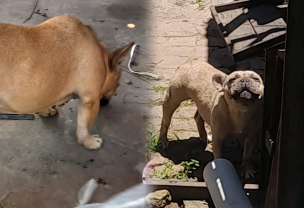 veterinaria-falsa.jpg