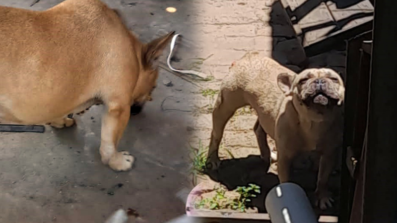 Denuncian a falsa veterinaria por maltratar mascotas y estafar a sus dueños
