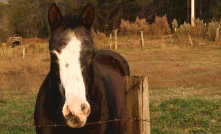 caballo.jpg