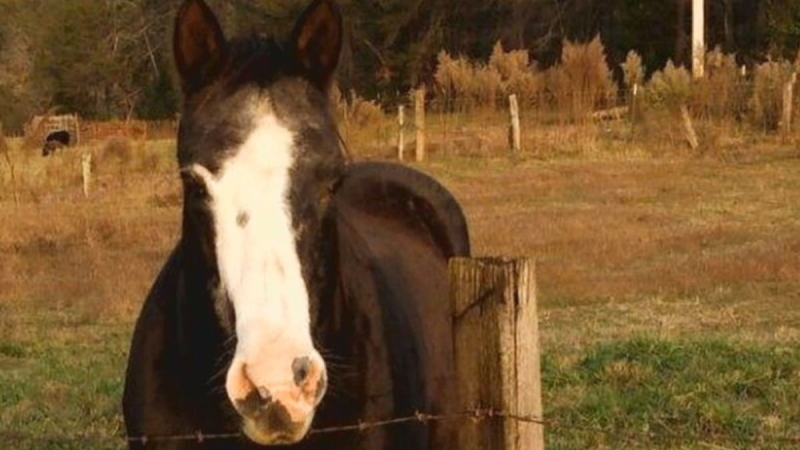 Ya son siete las muertes por Encefalitis Equina del Oeste