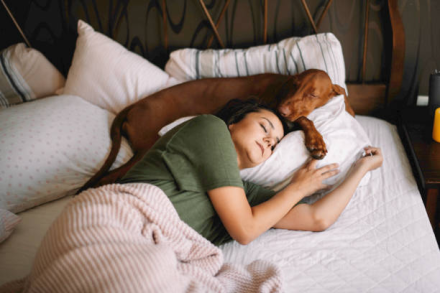 Perro cama.png