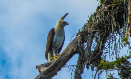 aguila2.jpg