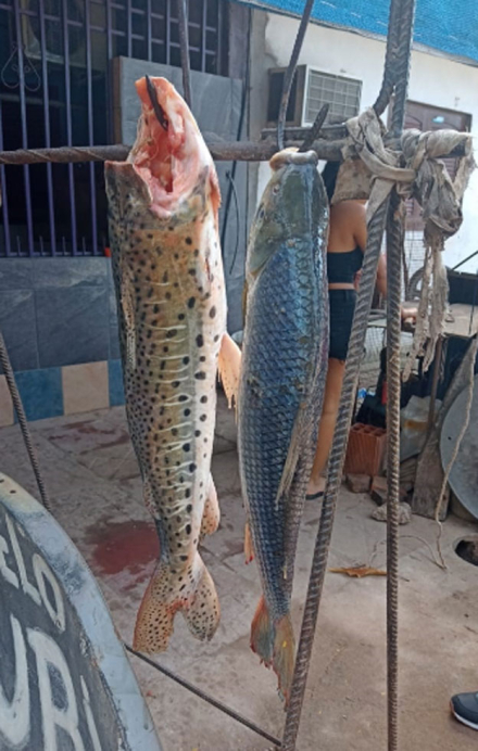 pescado2.jpg