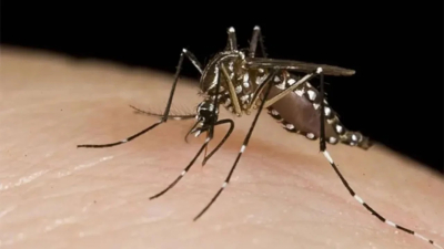 En ocho meses, se confirmaron más de 120 mil casos de dengue y 79 muertes