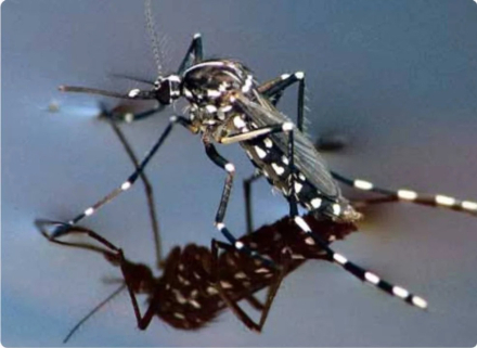 mosquito.jpg