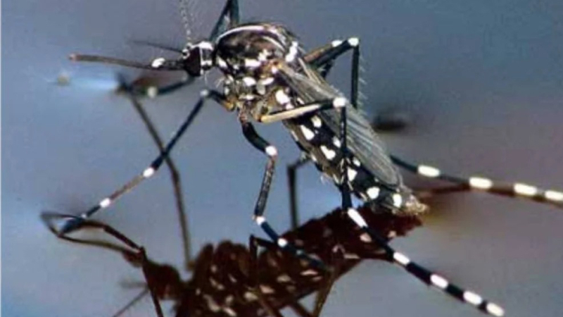 El dengue retoma la curva creciente de casos y llegan a 20 los muertos