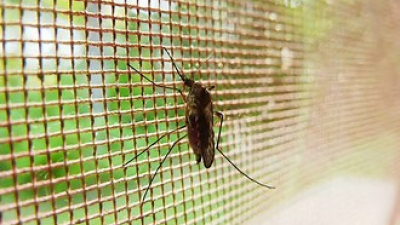 Brote histórico de dengue en Argentina: cómo diferenciar los síntomas del Covid-19
