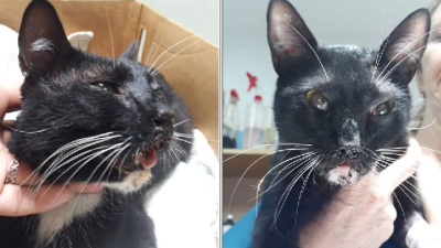 Huellas Caninas: solicitan ayuda para tratar a Sam