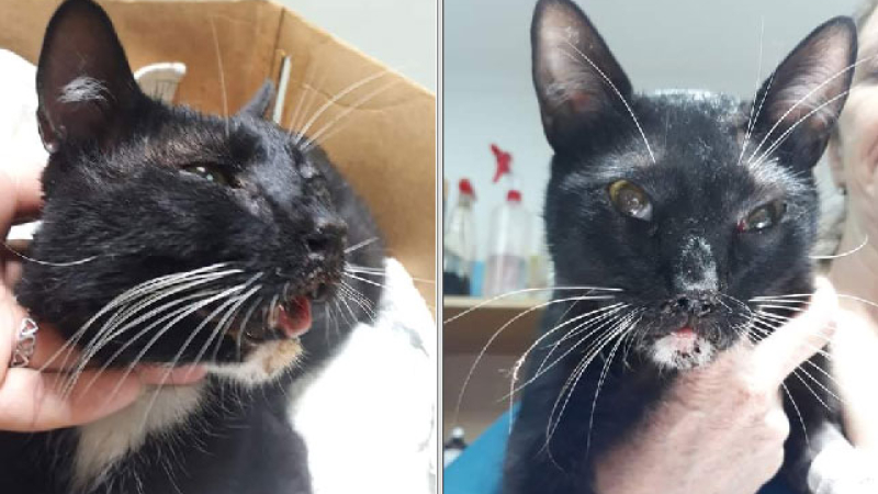 Huellas Caninas: solicitan ayuda para tratar a Sam