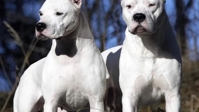Caminaba a su casa y fue atacado por dos perros: terminó en el hospital