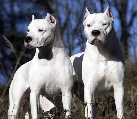 Dogo.JPG