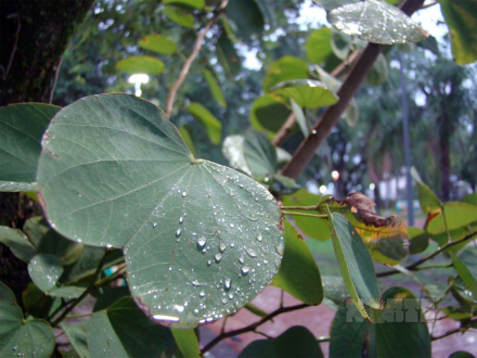 lluvia8.jpg