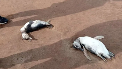Hallaron decenas de pingüinos muertos en las playas
