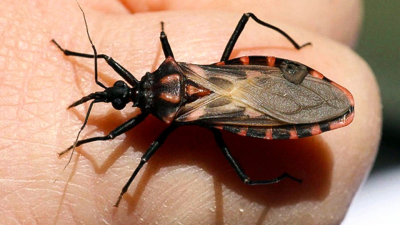 Chagas: es importante la detección precoz