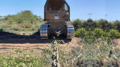 Greenpeace denunció la deforestación de más de 57.000 hectáreas en el Chaco