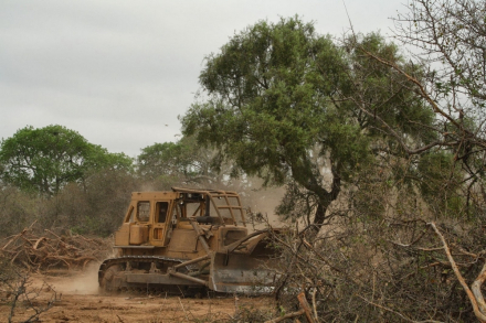deforestacion.jpg