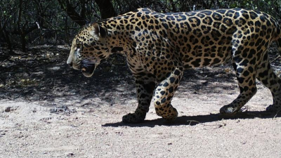Nuevas fotografías del yaguareté registrado en Formosa