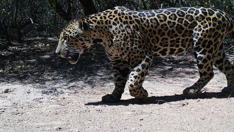 Nuevas fotografías del yaguareté registrado en Formosa