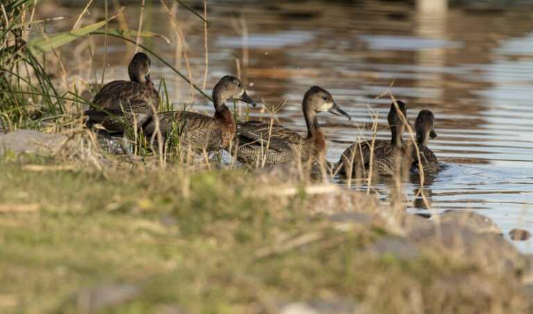 patos-siriri.jpg
