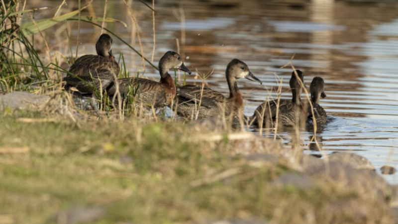 Entre Ríos autorizó la caza de nueve especies autóctonas