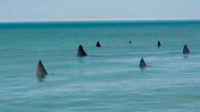 Advierten sobre presencia de tiburones en playas de Florida