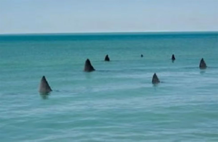 tiburones.jpg