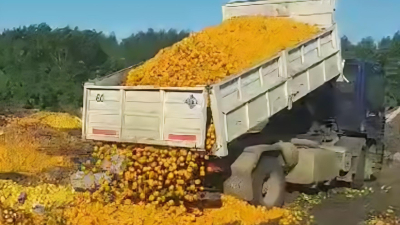 Por la baja en las ventas tiran 8 mil kilos de mandarina