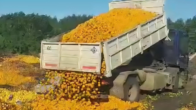 Por la baja en las ventas tiran 8 mil kilos de mandarina