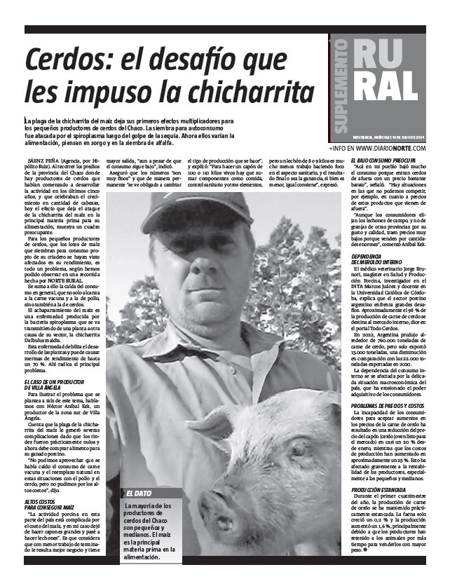Cerdos: el desafío que les impuso la chicharrita