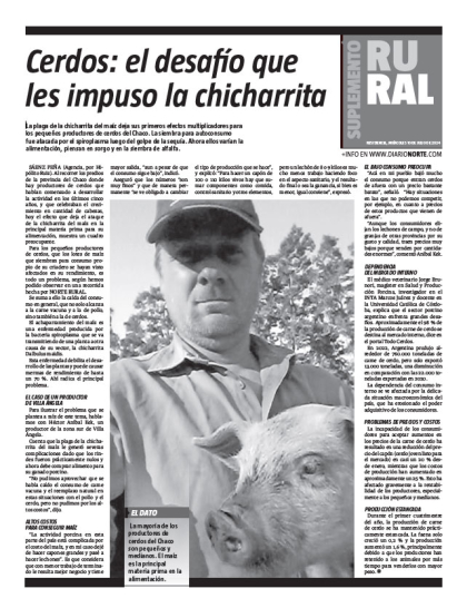 Cerdos: el desafío que les impuso la chicharrita