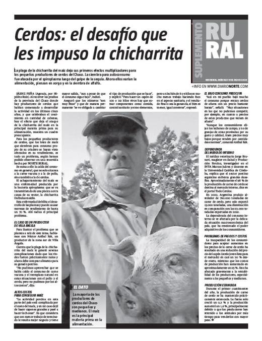Cerdos: el desafío que les impuso la chicharrita