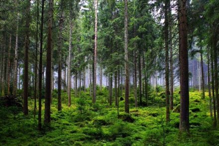 antideforestación.jpg