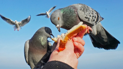 Alimentar palomas será sancionado con cárcel en Hong Kong