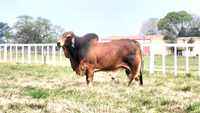 Caá Cupé exhibe sus animales en una jornada a campo