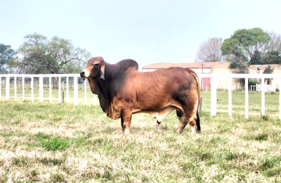 Caá Cupé exhibe sus animales en una jornada a campo