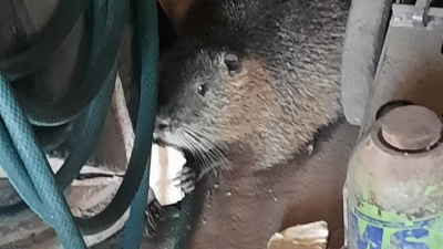 Liberaron a una nutria que ingresó a una gomería en Resistencia