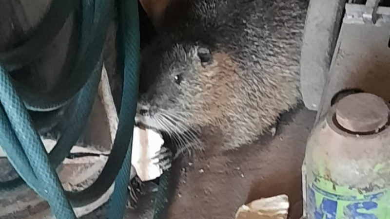Liberaron a una nutria que ingresó a una gomería en Resistencia