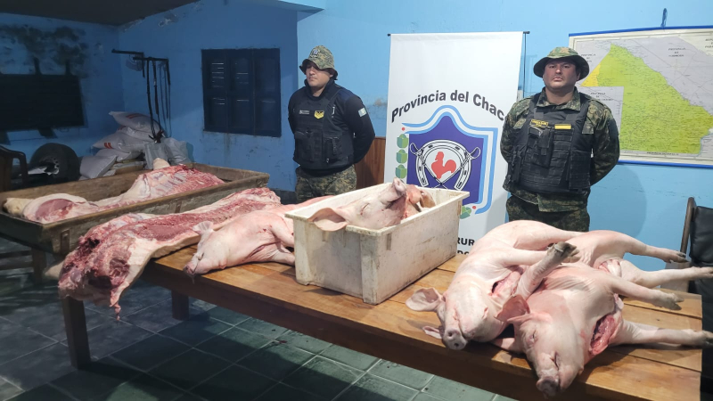 Lo descubrieron con cinco lechones faenados ilegalmente