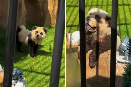 perro panda 0.jpg