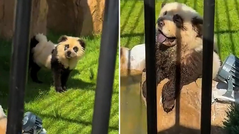 Zoológico chino admite que sus "pandas" eran perros disfrazados